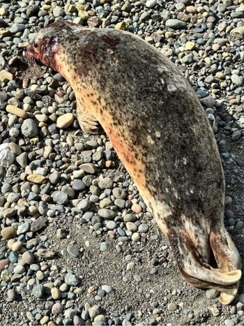 A Harbor Seal with severe head trauma